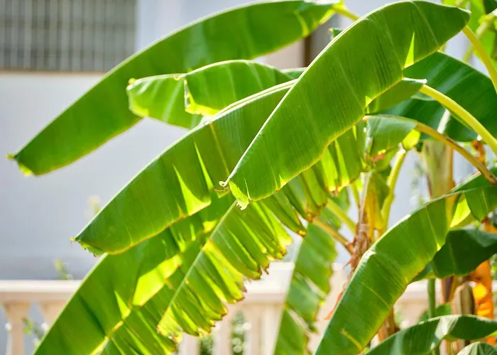 Hotel Navia Santa Ponsa - Adults Only